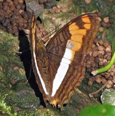 Adelpha thesprotia
