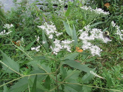 Eupatorium serotinum