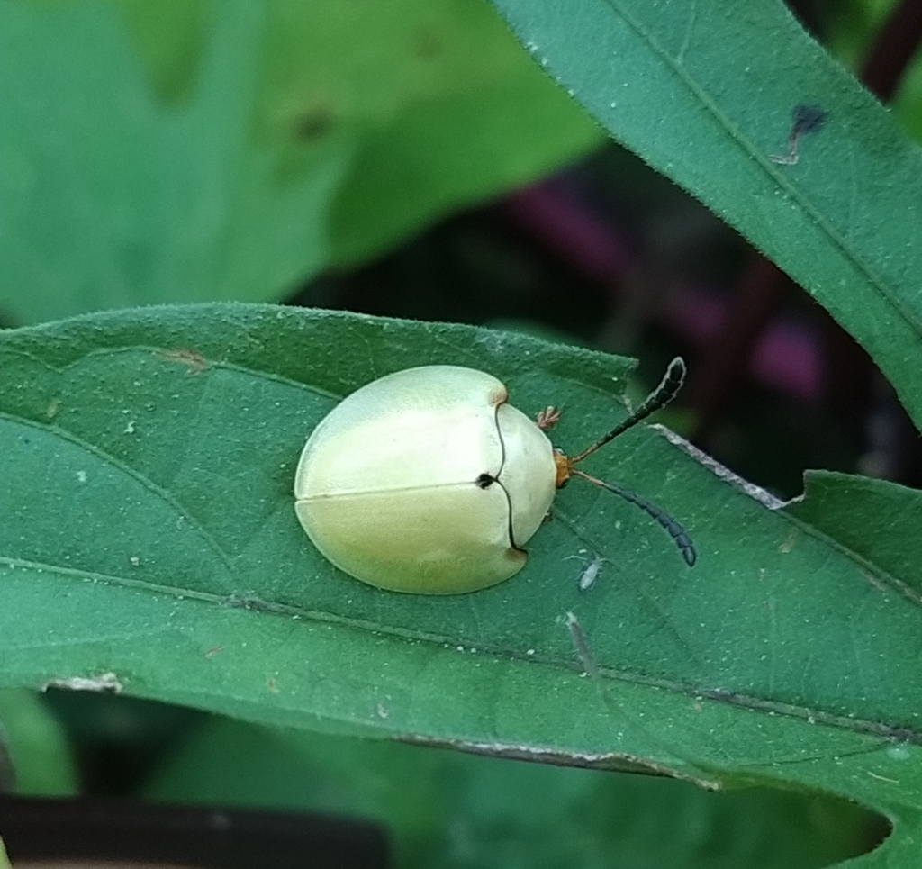 Paraselenis flava
