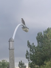 Accipiter cooperii