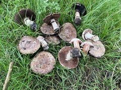 Agaricus pattersoniae