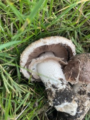 Agaricus pattersoniae