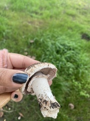 Agaricus pattersoniae