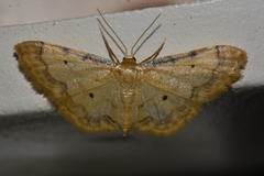 Idaea politaria
