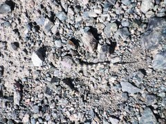 Phrynocephalus scutellatus