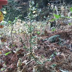 Dicliptera peduncularis