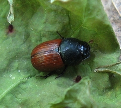 Aphodius pedellus