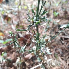 Dicliptera peduncularis