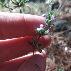 Dicliptera peduncularis