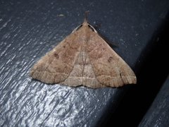 Pechipogo plumigeralis