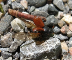 Aphodius pedellus