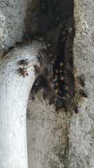 Oxytrigona tataira
