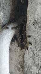 Oxytrigona tataira