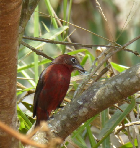 Coryphospingus cucullatus