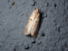 Acrobasis tumidana