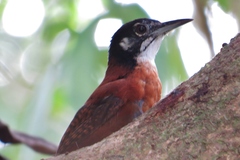 Cantorchilus nigricapillus