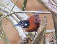 Cantorchilus nigricapillus