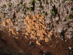 Merismodes anomala