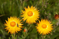 Xerochrysum subundulatum