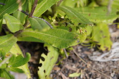 Xerochrysum subundulatum