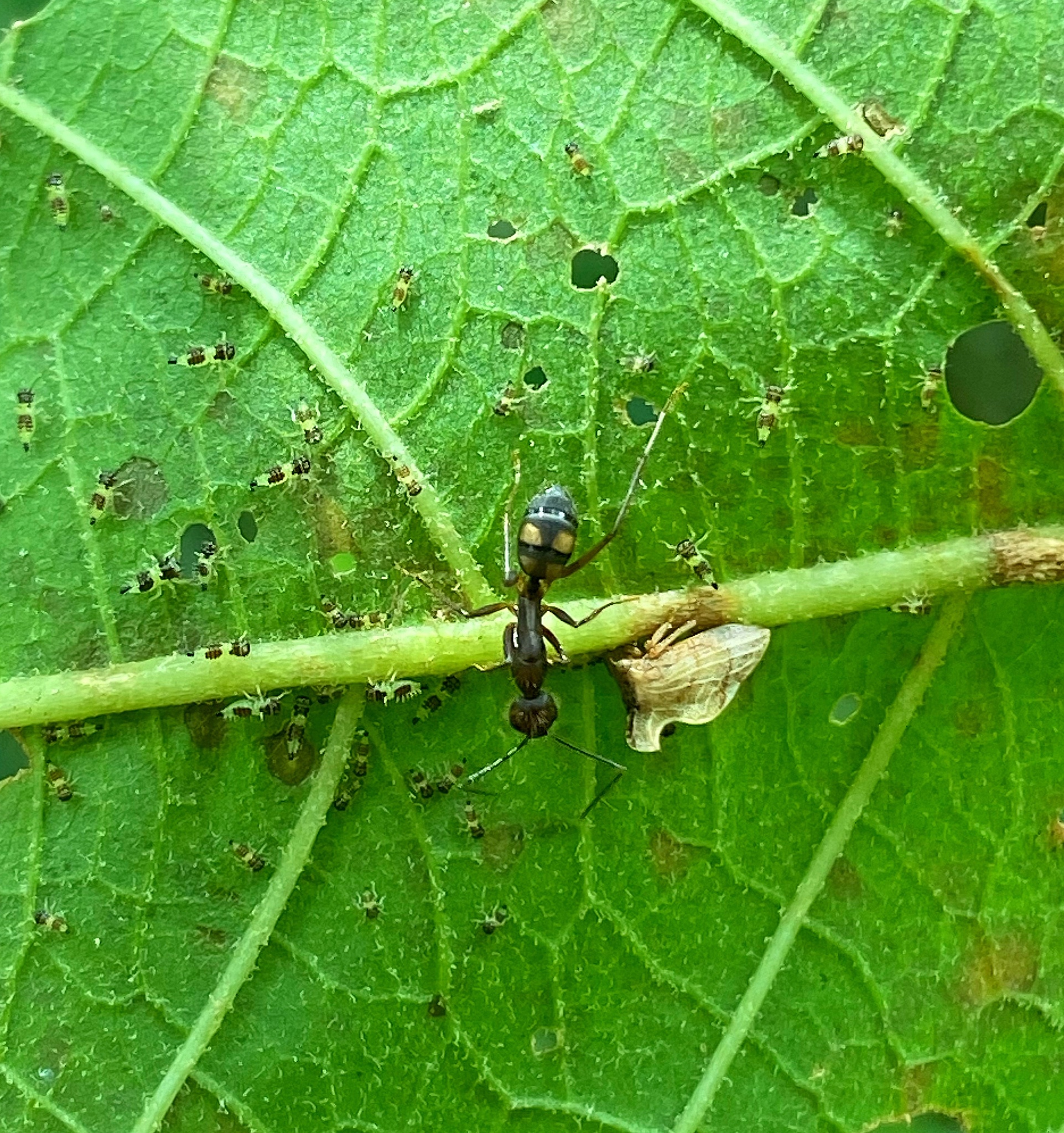 Camponotus cingulatus