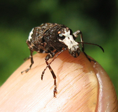 Eurymycter