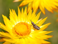 Xerochrysum subundulatum
