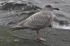 Larus glaucoides