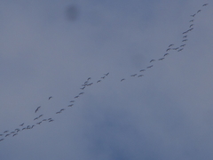 Grus grus