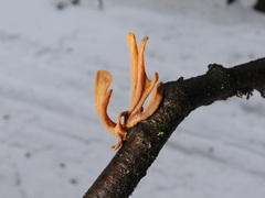 Macrotyphula fistulosa