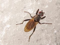 Crumomyia nitida