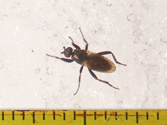 Crumomyia nitida