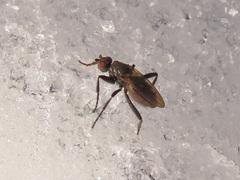 Crumomyia nitida
