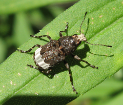 Eurymycter