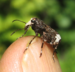 Eurymycter