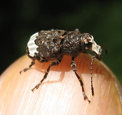 Eurymycter
