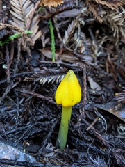 Hygrocybe