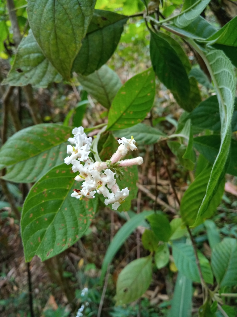 Arachnothryx guerrerensis