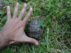 Testudo graeca