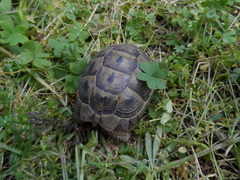 Testudo graeca