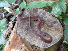 Gongylosoma baliodeira