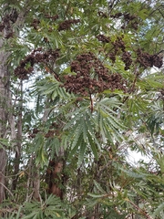 Lyonothamnus floribundus