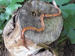 Gongylosoma baliodeira
