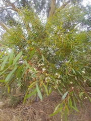 Eucalyptus leptophylla