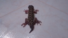 Phyllodactylus lanei