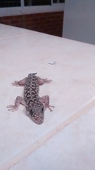 Phyllodactylus lanei