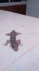 Phyllodactylus lanei