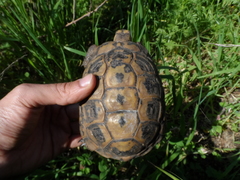 Testudo graeca