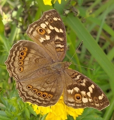 Junonia erigone