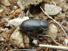 Tenebrionidae